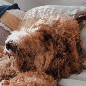 Meet your Posher, Lola